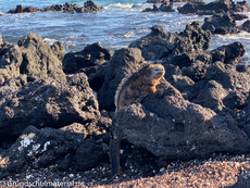 Galapagos-Tiere56.jpg